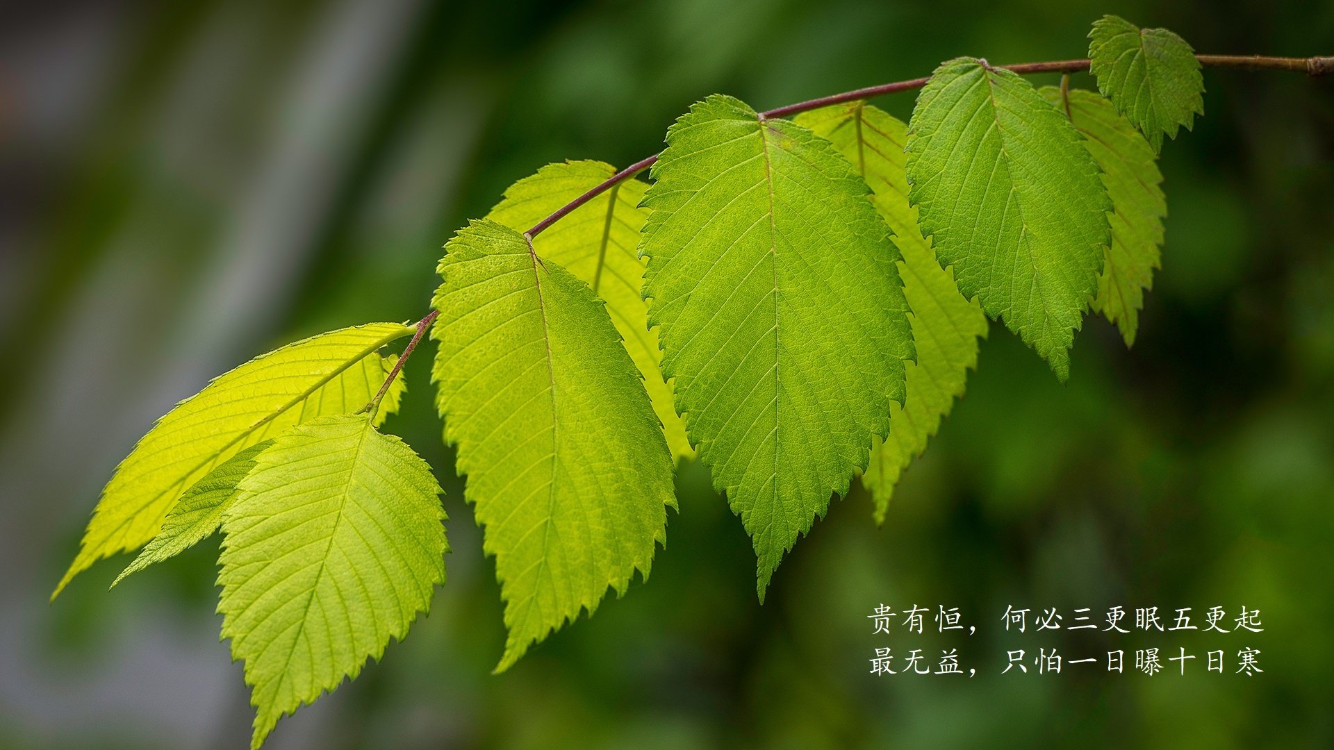 塞尔维亚联赛关键比赛结果影响排名，塞尔维亚联赛关键比赛结果影响排名的原因